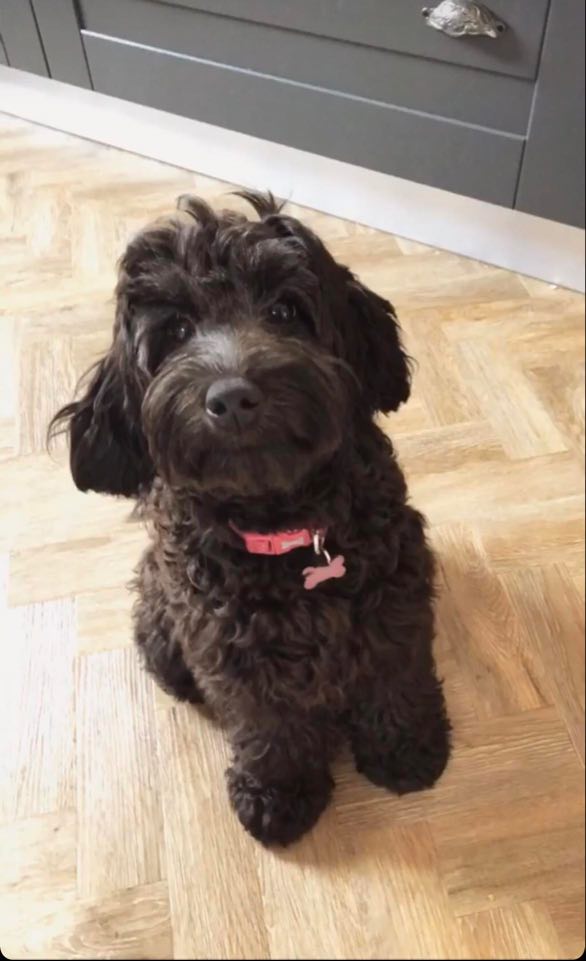With bonfire night tonight please ensure you keep your pets safe as they tend to be scared of the loud bangs and noises.
More about this and staying safe here: solentjournalism.co.uk/?p=114411&prev…