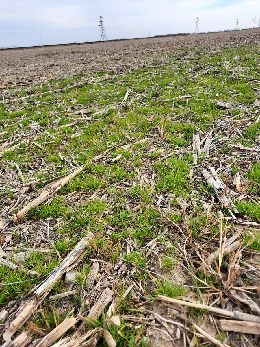 EmmaGraceEpp's tweet photo. This is one small but mighty weed! It can be a huge yield robber. Bluegrass is out there, the best time to kill it is right now. #ontag #fallspraying https://t.co/YA9in2FKUE
