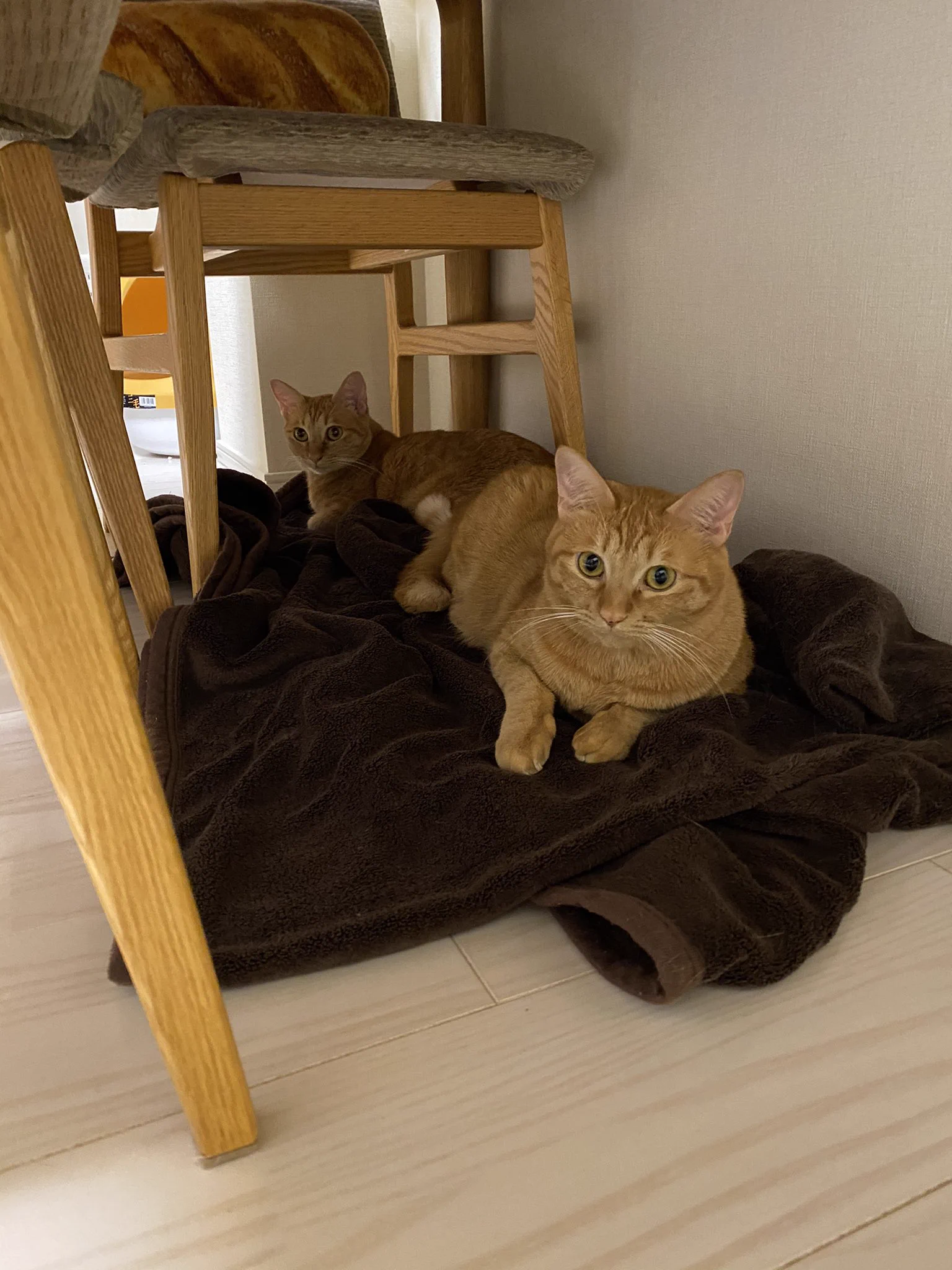 うちの茶トラ2匹とも女の子！！
#猫のいる暮らし #猫のいる幸せ  