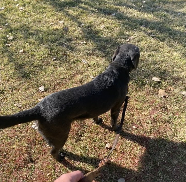 TomFeltonLATAM_'s tweet photo. Amamos a Willow🐶❤ https://t.co/v99ARIHgxt