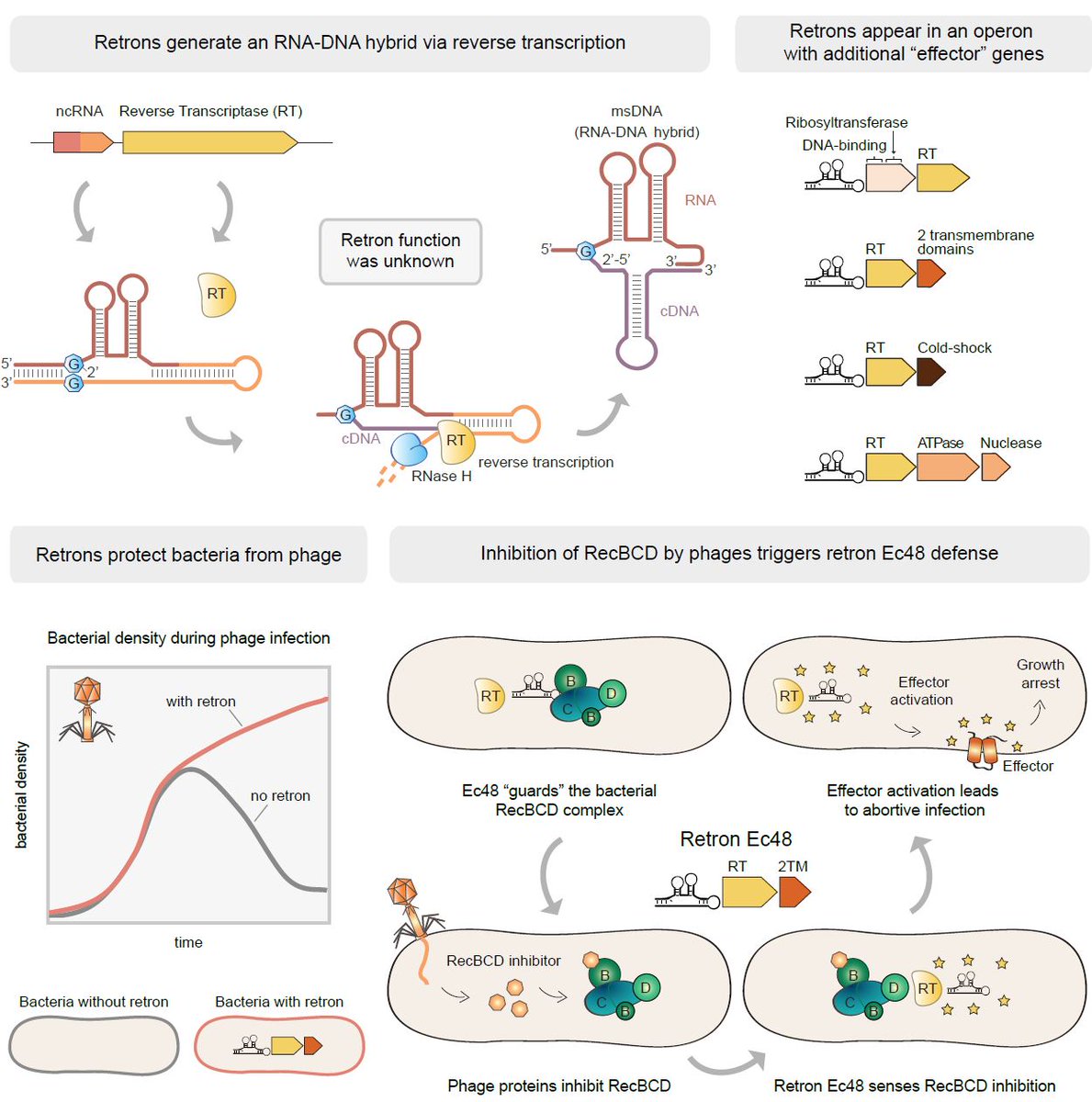 SorekLab's tweet photo. Now in Cell: Bacterial retrons function in anti-phage defense !

Excited to solve a decades-old mystery on the function of these RNA/DNA hybrid molecules 

https://t.co/1MTgG5xyGv

Congrats @AdiMillman @AudeBer @AAvihail ! https://t.co/98arTXH0Ra