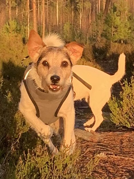 ToniKoutu's tweet photo. Tänään paistoi aurinko! Koirilla oli metsässä hauskaa 🐾🐾 #koirat #pavaparson @GotoSportwear https://t.co/83fZXm3itL