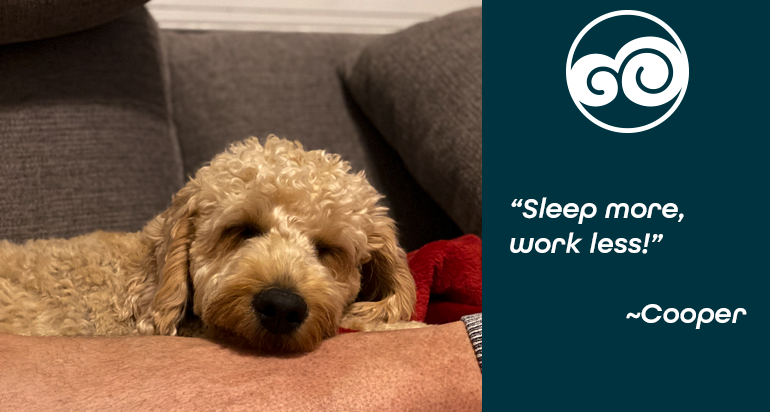 DoodCrew's tweet photo. "Yep, that's what I like to do....sleep!  Always take time for self care friends." ~Cooper
#doodcrew #dog #dogs #pets #petstagram #goldendoodle #bestdog #dogsoftwitter #pawsup #westie #happy #smile https://t.co/T989J3hfFK