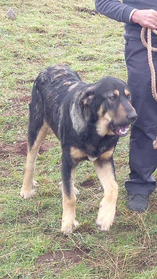 CaninaLeon's tweet photo. Perros 🐶 mastines desaparecidos de Torre de Babia. Se agradece compartir para dar con su paradero y si alguien tiene alguna pista de ellos ponerse en contacto en el tlf 659788839 con Paco https://t.co/CO0XRO0IKd