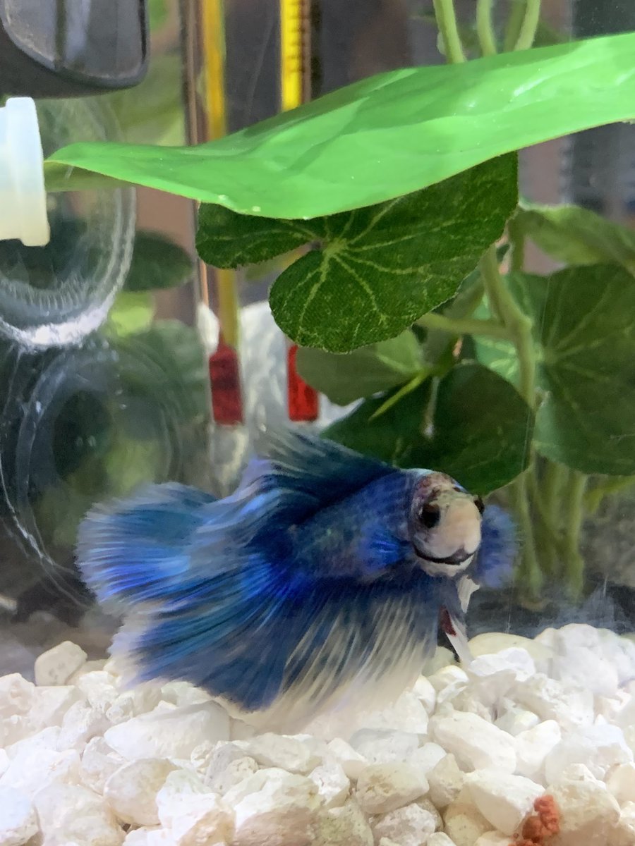 lwood0's tweet photo. Pls tell me you also feel the sass radiating off of my fish in these pics. https://t.co/SpZPzbDGhw