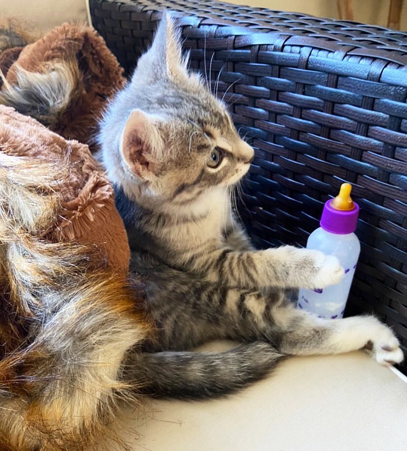 georgie_thedodo's tweet photo. How I feel watching this Election Day turn into Election Week #passmethebottle #ofwinethough
Pet of the week goes to this new baby kitten Michael Jordan! πΈπ #ElectionResults2020 #Election2020 #petoftheweek #catoftheweek #kittenoftheweek #CatsOfTwitter https://t.co/IgSsyLWJkY