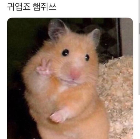 귀엽죠 햄쥐쓰