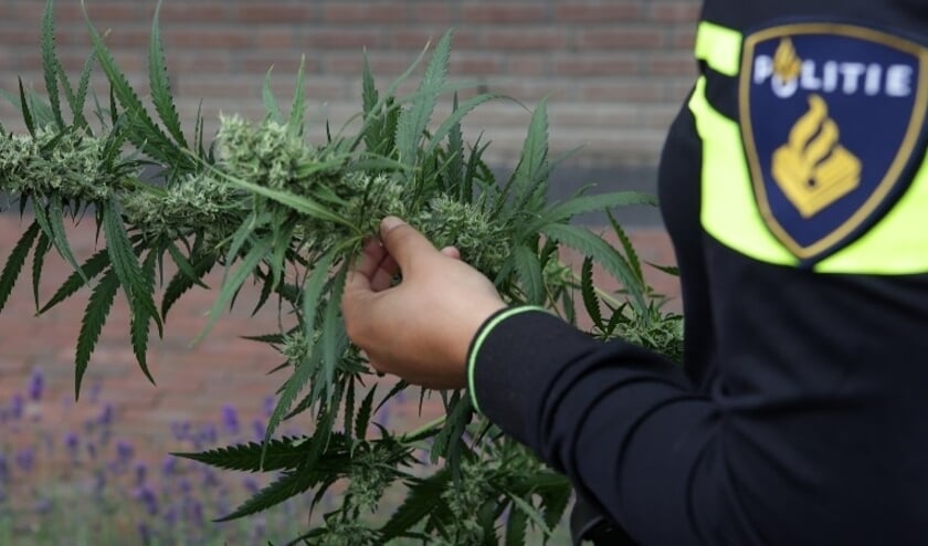 Hennepkwekerij aangetroffen op Harselaar [BARNEVELD] De politie heeft donderdagmiddag een hennepkwekerij aangetroffen in een bedrijfspand aan de Gildeweg in Barneveld. In totaal werden vierhonderd plantjes geteld...