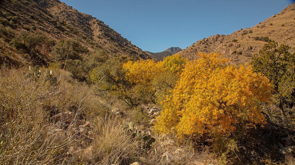 AZStateParks's tweet photo. Do you have a story to tell about Kartchner Caverns State Park? Submit it to the Kartchner writing contest! You have until November 21 to write and submit your story or poem! Read the rules here: https://t.co/9xVTX2yZ7h https://t.co/LiI6miGCw8