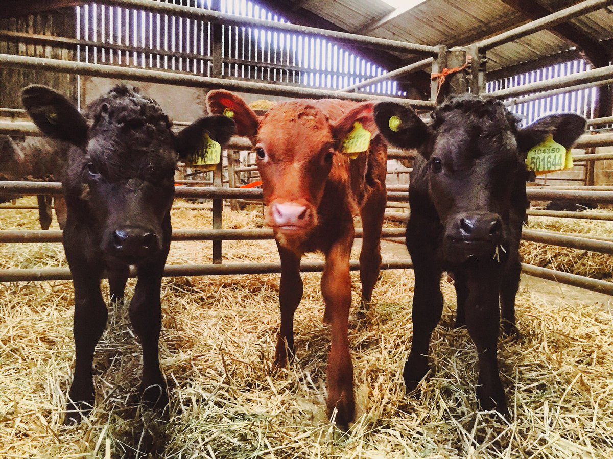 adgarleyfarm's tweet image. Some of the latest newborns looking cute for the camera! #dairyfarming #calving20 #calves #teamdairy