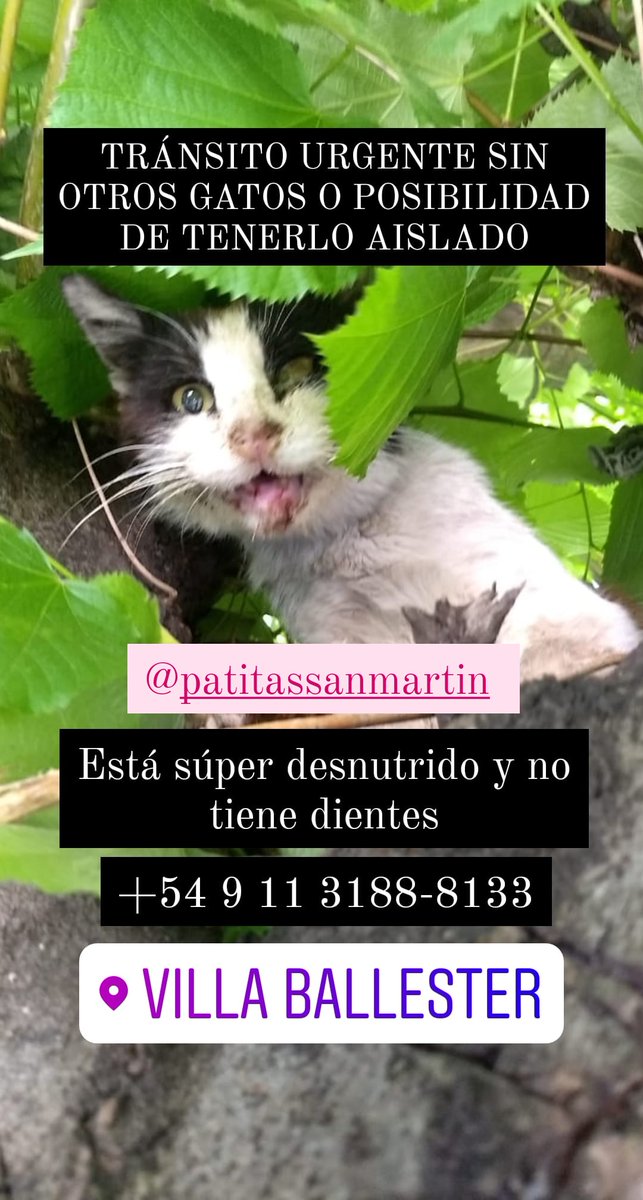 ⚠️NECESITAMOS TRÁNSITO URGENTE PARA ESTE GATO⚠️