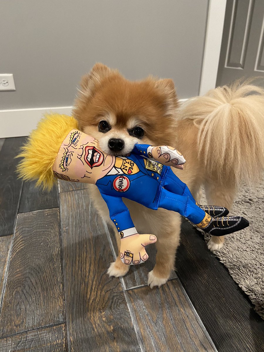 ericryanj's tweet photo. How my sisters dog is feeling this AM π€£π€£π€£ been dragging him all day #pomeranian #pomsoftwitter #2020Election #2020ElectionThoughts https://t.co/ZaYpBm5ho6