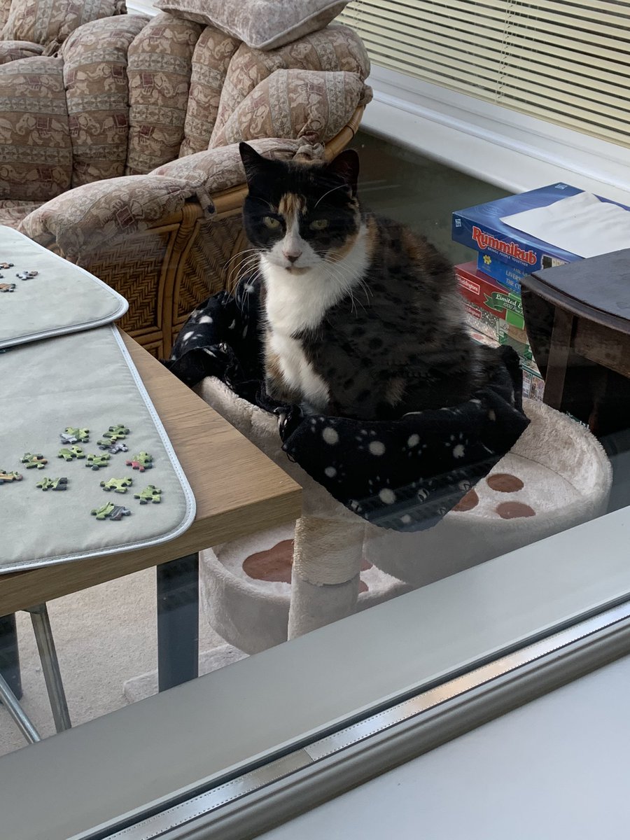 Staff have put one of my cat trees in the conservatory I gets a good view of everything