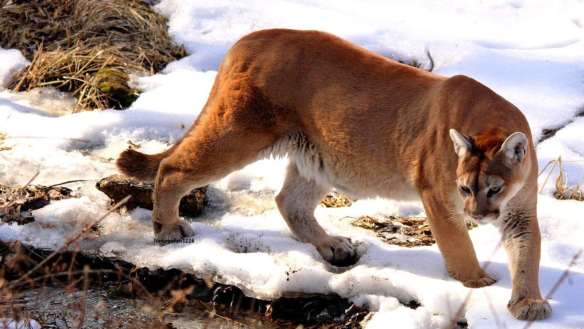 MtnLionFdn's tweet photo. Learn more about trapping issues in the West on Nov. 12. Register for our free webinar today: https://t.co/Y7FXOuLtZi
#mountainlion #wildlife #animals #conservation #predatorsunderthreat #bigcats #biodiversity https://t.co/dlvNL1DKmk