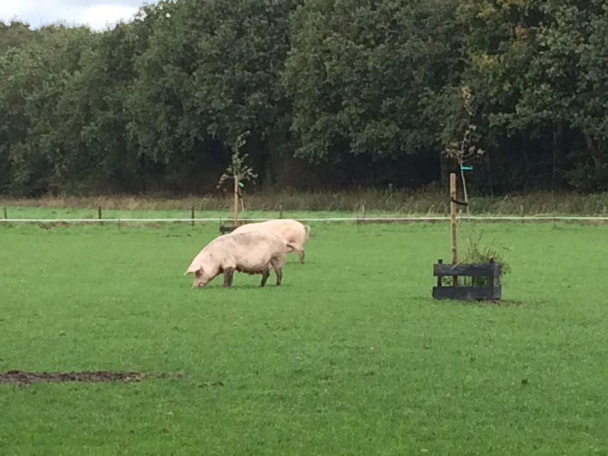 Piet Rombouts tweet media