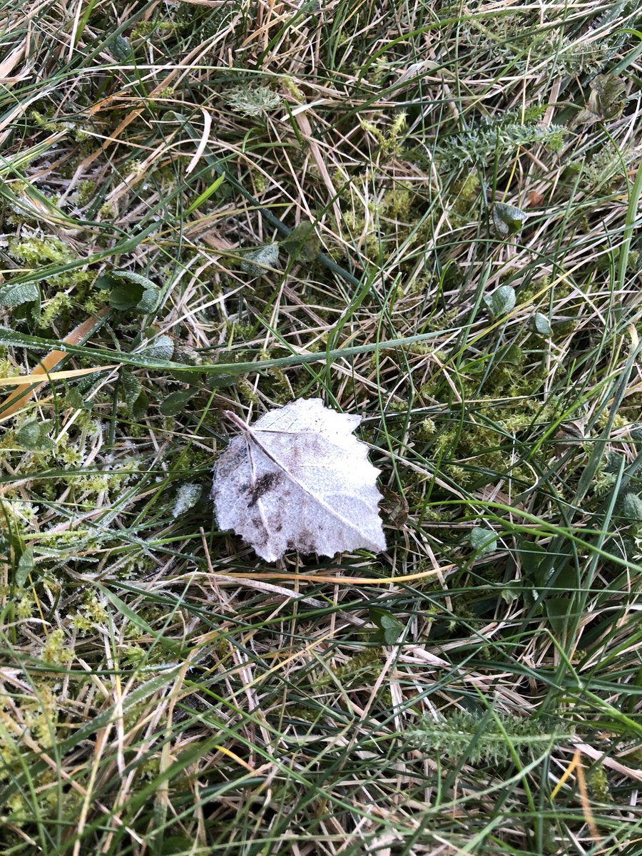 MsKennedyGrade5's tweet photo. “What is frost?”, “How does it form?” We even collected ice outside to use in our experiment! 🧊 @UGEABC @NLESDCA #studentleadlearning #wonders #learningblock #takelearningoutside https://t.co/kqznhXrMxN