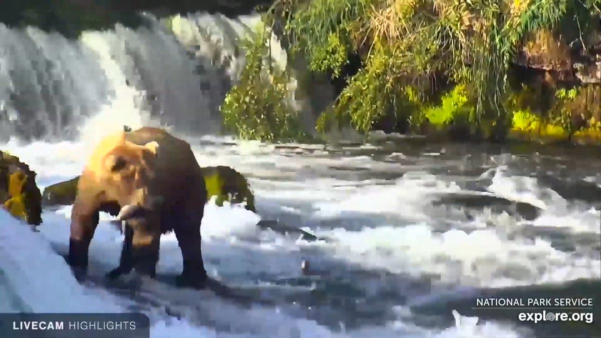 astropierre's tweet photo. Actuellement en train de regarder des ours attraper des saumon à côté d'une cascade près du Lac Brook en Alaska.

Fascinant, et reposant...

#Webcam @exploreorg 

https://t.co/3F34h9PjRo https://t.co/gaw5yTalFj