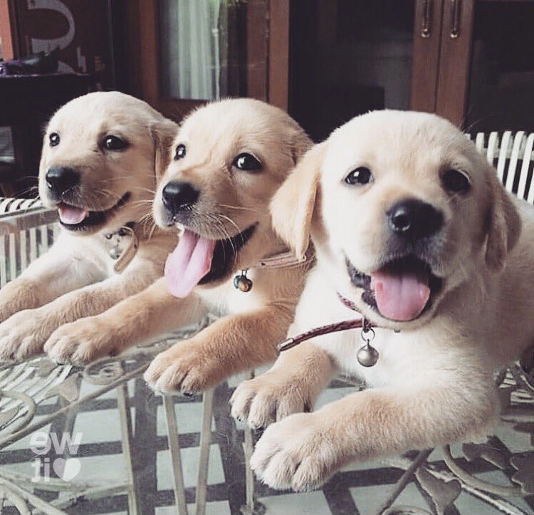 day 88 of nhlers as puppies: feat. 3 of my fav Canadian boys 