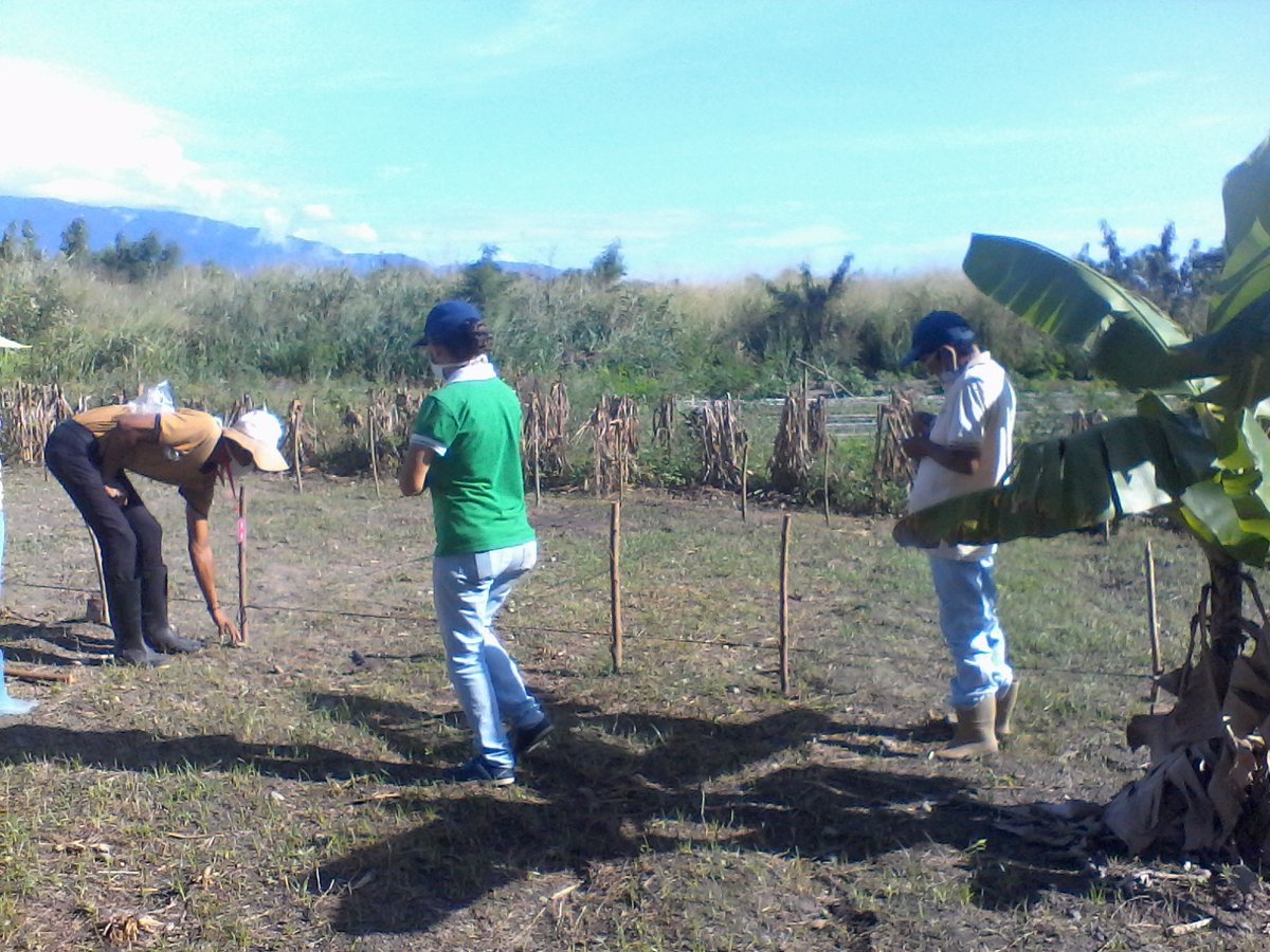 INIA Yaracuy tweet media