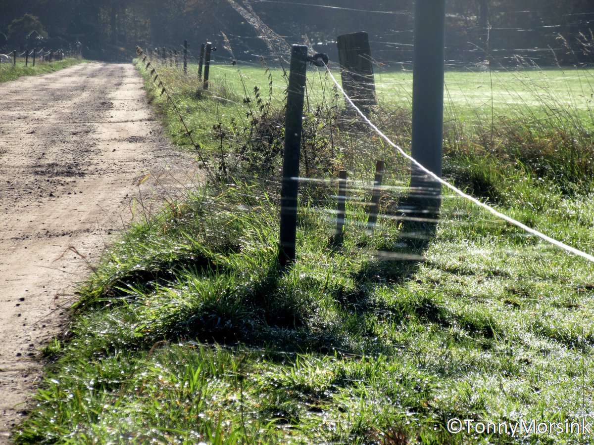 tonnymorsink's tweet photo. Vanmorgen bij bijna windstil weer en lekkere zonnige condities!! Veel #spinrag zichtbaar o.a weide en takdraad!! Tis een detail maar prachtig om waar te nemen!! @DeLutte @RTVoost @MeteoGroupWeer @janvissersweer @weeronline @BuienRadarNL @Weerplaza @WilliamHuizinga @talpaweer https://t.co/cPD2YAFg5o