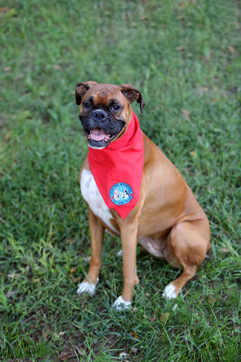 TherapyDogsInt's tweet photo. #TDIDogsWorkingFromHome
#KeepingInTouch
#VisitingInADifferentWay
This is Adie. She is 3 years old and loves being a Therapy Dog! She will be happy when things get to be more normal. https://t.co/j14ceNprGH