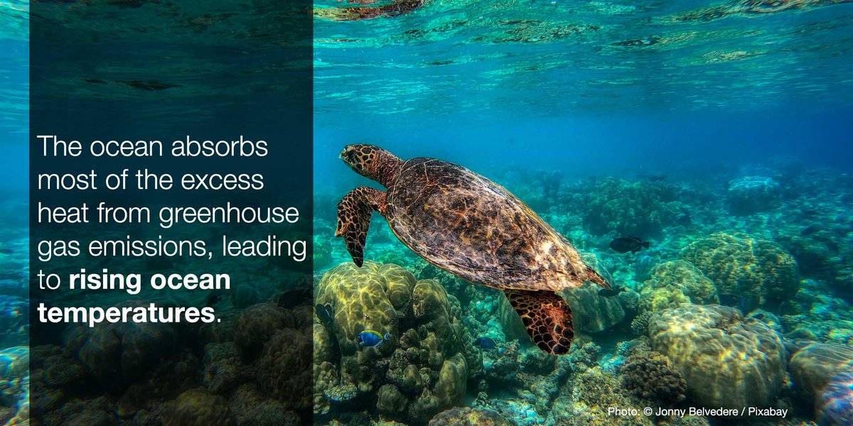IUCN's tweet photo. Ocean warming affects marine species, ecosystems and the benefits humans derive from it. 

Our Issues Brief explains what we can do to protect our #ocean: https://t.co/4OA79wsin6 https://t.co/7EPdKd0Kfq