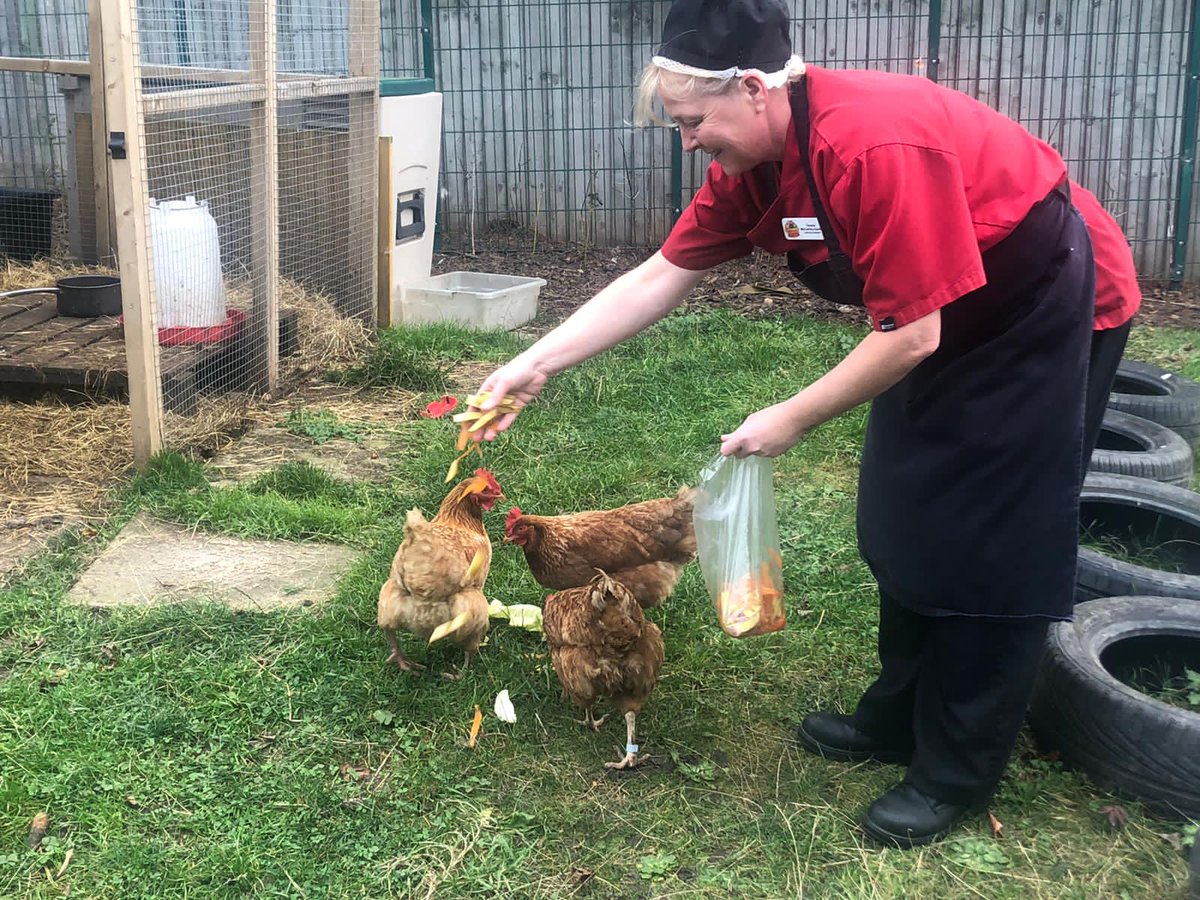 ChickensofR's tweet image. We’re getting treats for staying on green all day 😁🐔🐔 #schoolchickens #happyhens