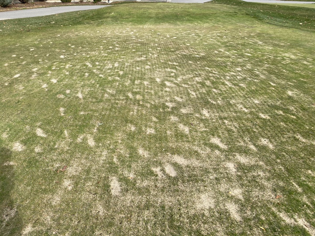 pgccgreens's tweet photo. Getting it done! #pgcc2020 https://t.co/GYR08kmPHn