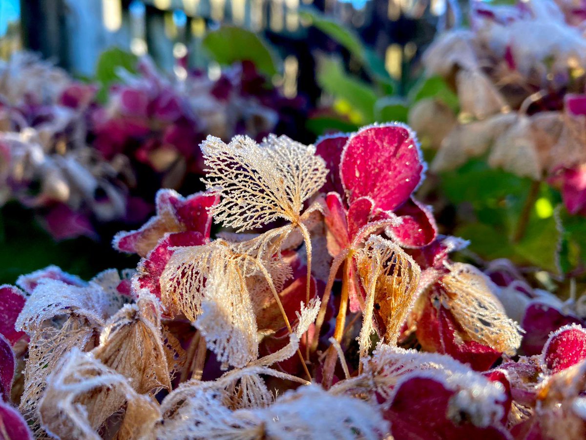 ashwell_lily's tweet photo. Frosted lace...
#stubbornlightcomp https://t.co/8PKhkQSOTn