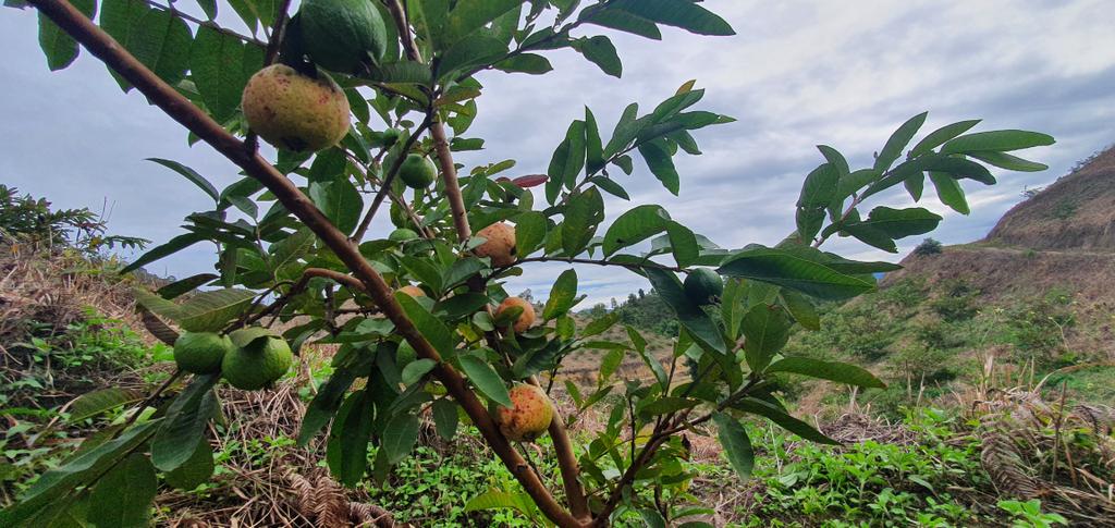 LikhaChada's tweet photo. Plucking of Lalit-Guava Fruits have started at Yachuli🌾 Soon it will be avaliable in our local markets🌾follow us in our FB Page #greengoldintegratedfarm #LowerSubanSiri #Yachuli https://t.co/su5ZEroqeQ
