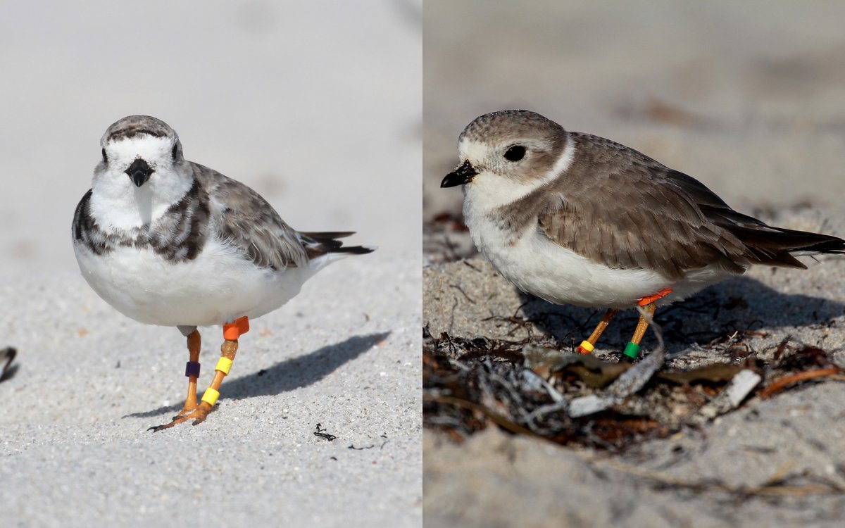 dkutaii's tweet photo. Unusual observation of mother and chick of endangered Great Lakes piping plover wintering together at Crandon Park Florida. @GLPIPL https://t.co/8lXtaAnGee