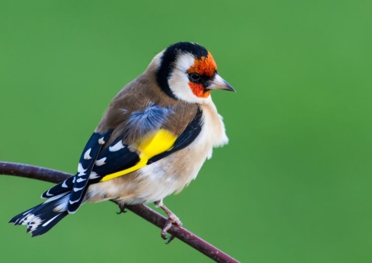 billy_tweet's tweet photo. CRETOORYN

Lossyr ny keylley

Goldfinch  

Carduelis carduelis

(lit. the flame of the forest)  

[lɑðər nə kel'ə]

#gaelg #manx #ushag https://t.co/wtTBJ7f0fO
