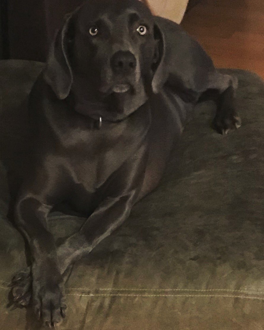 XhrisMaben's tweet photo. Luna and I are going for a jog on this gorgeous November day! Maybe the #Election2020 will be over by the time we return! #BlueGeorgia #BluePennsylvania #BlueArizona #BlueNevada #BlueWeimaraner #GoJoe #CountAllBallots #DemocracyRising https://t.co/2ILGOnV09F