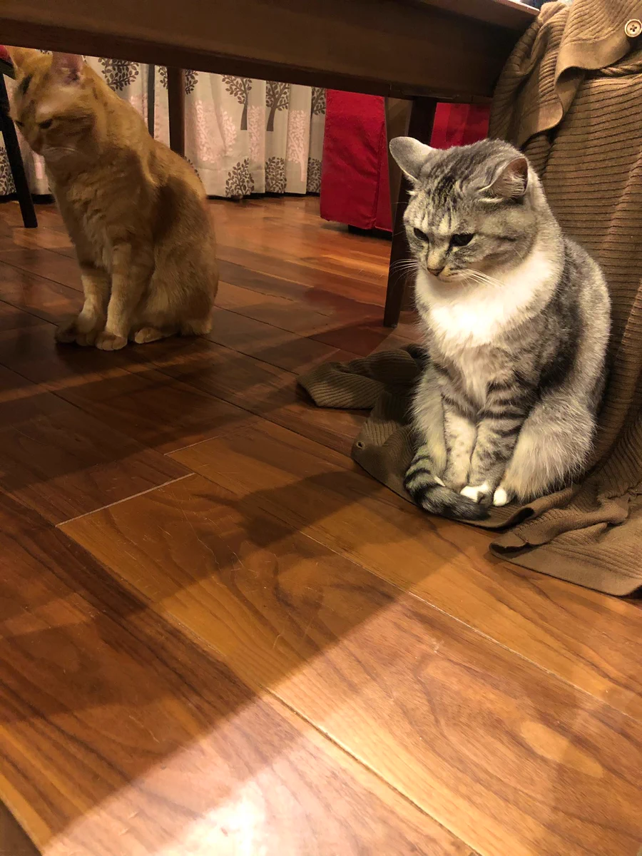 床暖房を切られてしょんぼりしている猫！残念そう