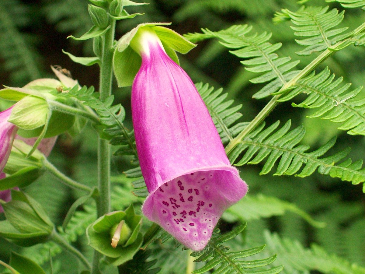 An old wives' medicinal saying about Foxglove: 'It might raise the dead and kill the living...' Is quite true. Digitalis (from foxglove) is used in heart medicine and as antidote to Monkshood, whilst all parts o' plant are indeed poisonous and can kill. #FolkloreThursday
