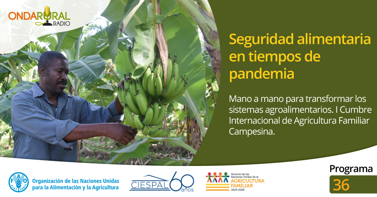 ondarural's tweet photo. 📣Compartimos el #programa36 de #OndaRuralRadio🎙
✅ Expertos de #AméricaLatina y el #Caribe debaten cómo recuperar y transformar los sistemas agroalimentarios 🌽🍎 post #COVID19
#APRENDAMOS: Buenas prácticas en comunidad👩🌾👨🌾
Cursos y más
🎧Escúchanos▶️ https://t.co/te48PvxHND https://t.co/RGAxCEjAQT