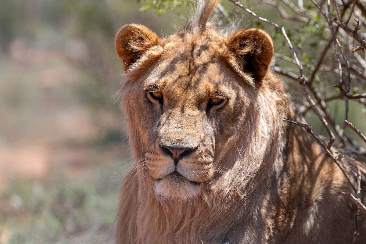 RoarMarketing's tweet photo. We are delighted to announce that our @BornFreeFDN adopted lion, King has a girlfriend. Read more here https://t.co/TQ3losc0yk and why not adopt one of Born Free's rescued animals instead of doing Xmas cards this year? Photo of King (c) BFF, F Fortuna https://t.co/d87HyiN3me