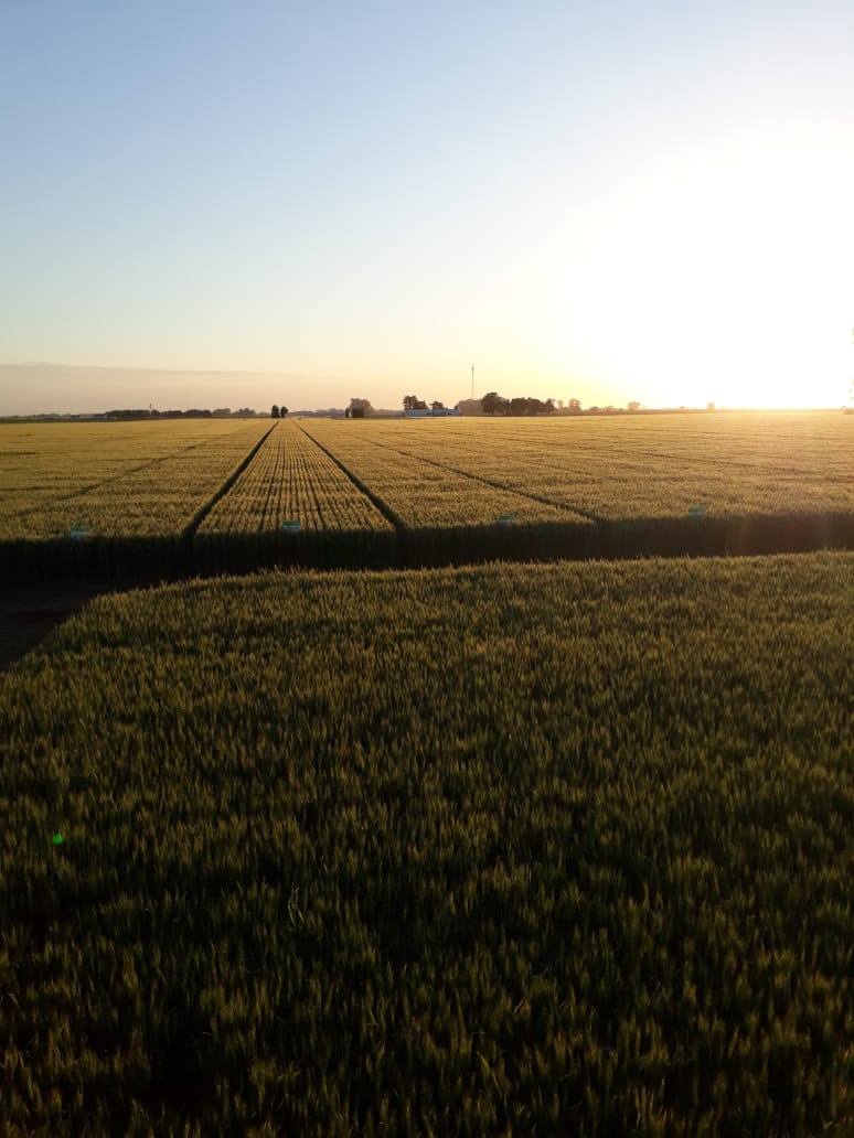 DONMARIOoficial's tweet photo. Cerrando la tarde en "Don Florencio" 🤩 #TrigoDM🌾 #ElRindeNosUne https://t.co/cObwW3MnHh