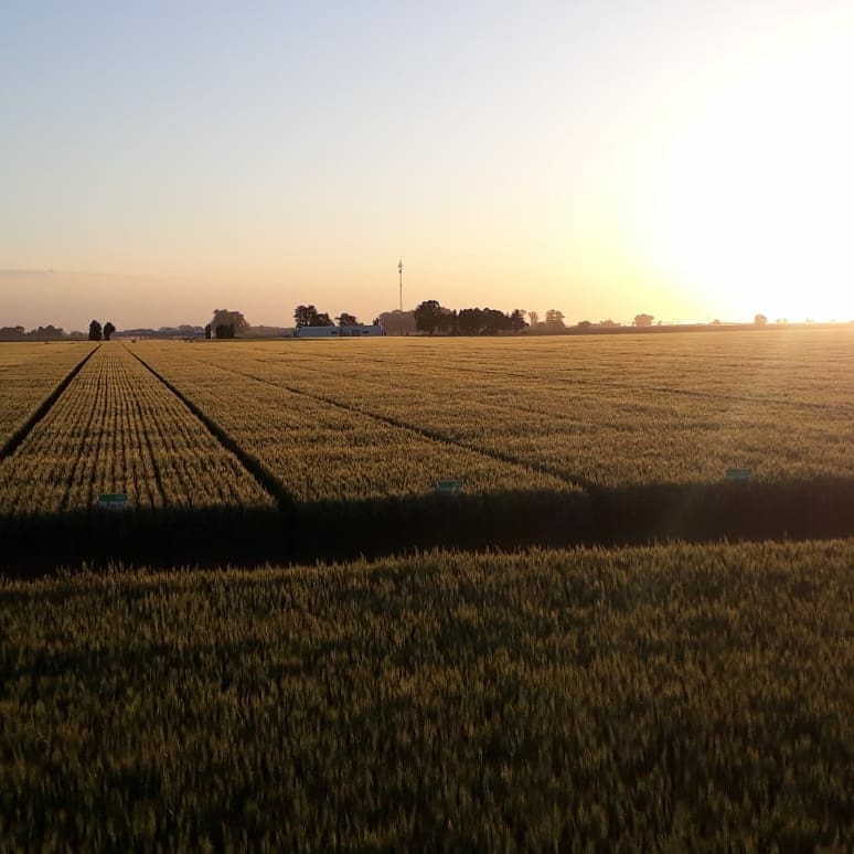 DONMARIOoficial's tweet photo. Cerrando la tarde en "Don Florencio" 🤩 #TrigoDM🌾 #ElRindeNosUne https://t.co/cObwW3MnHh