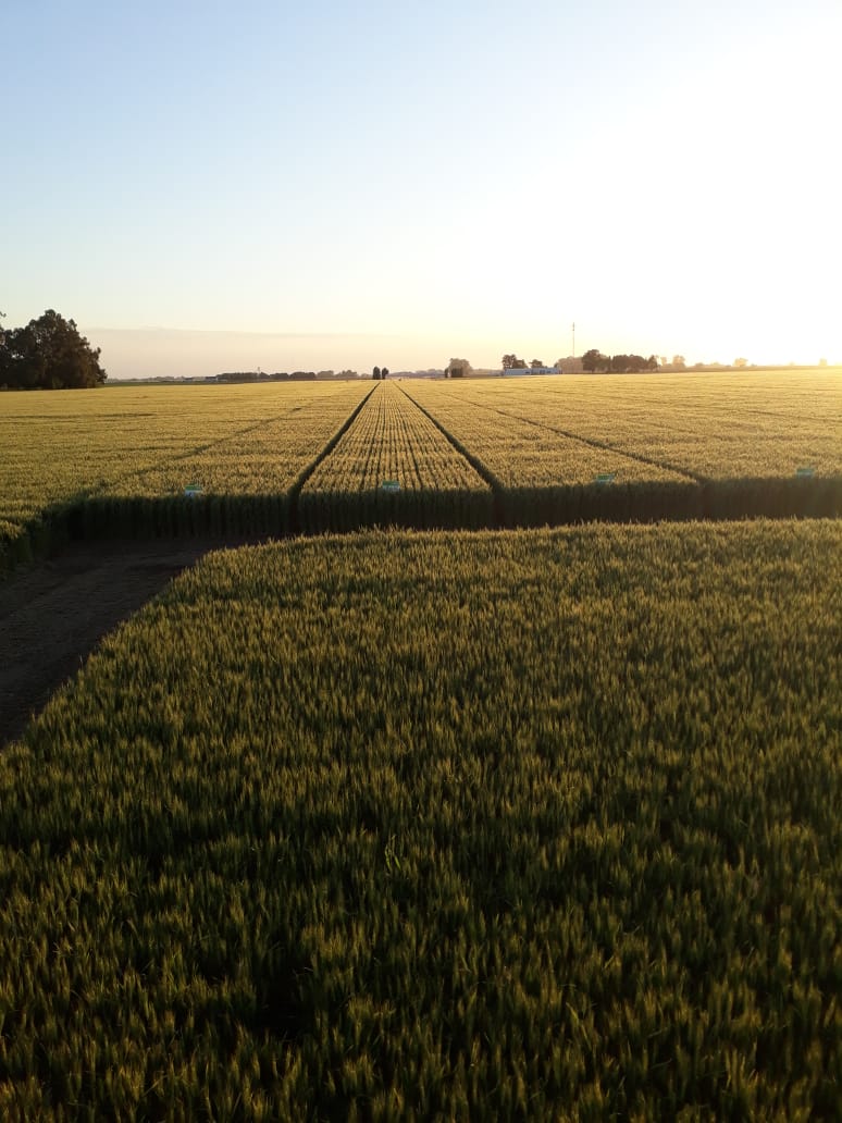 DONMARIOoficial's tweet photo. Cerrando la tarde en "Don Florencio" 🤩 #TrigoDM🌾 #ElRindeNosUne https://t.co/cObwW3MnHh