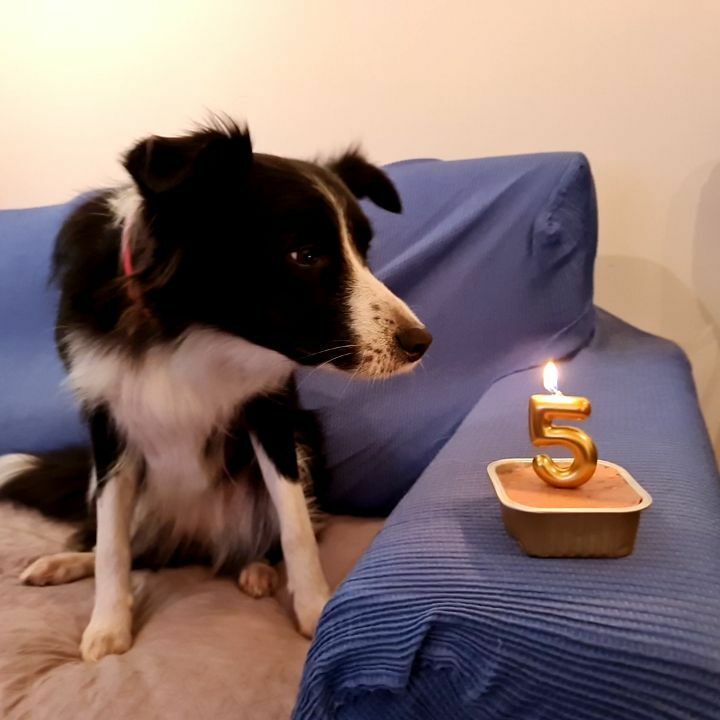 blogmiperromola's tweet photo. Hoy nuestra peke BREA cumple 🎂 5 años, ya se nos hace mayor la #bordercollie dinamita. #happybirthday #happydog #miperromola #cumpleaños https://t.co/hblBfrDz78 https://t.co/2242fso9vI