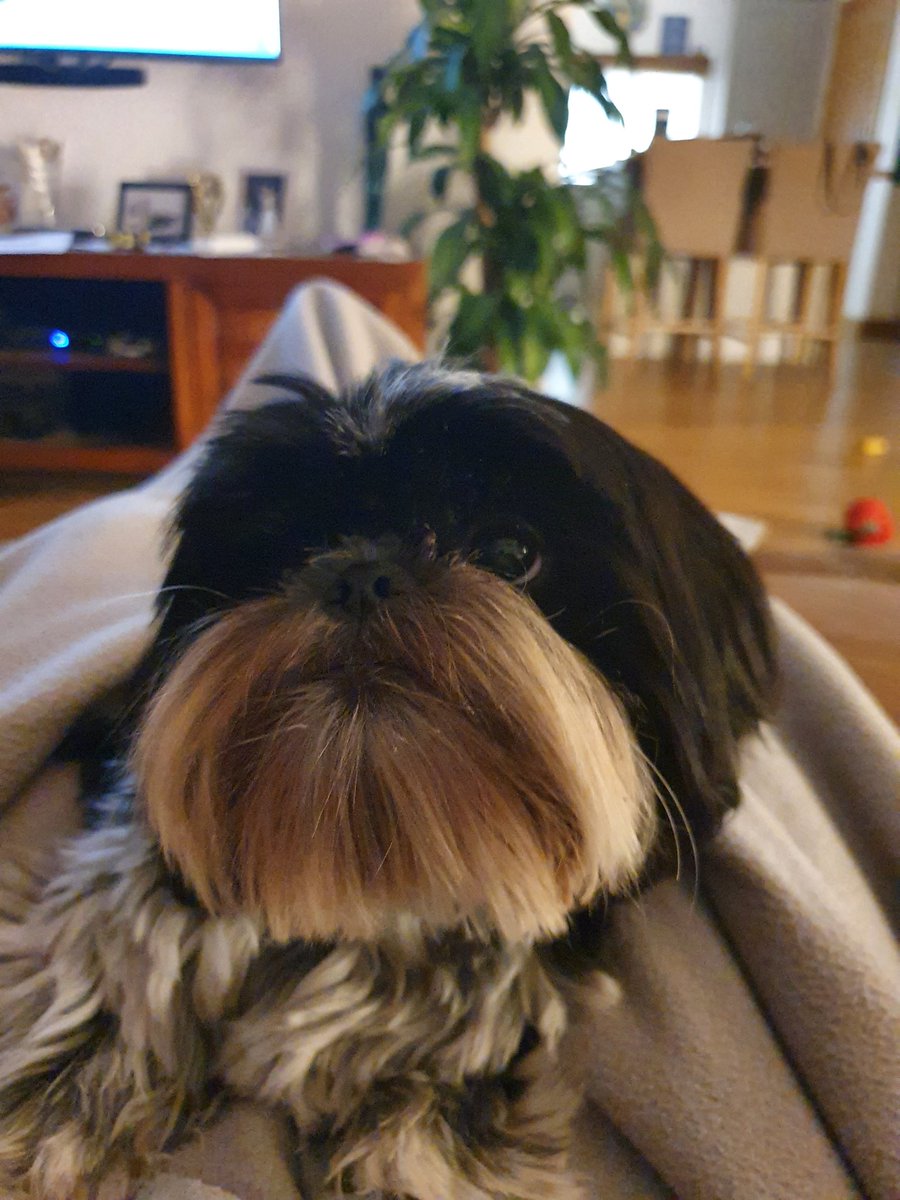 TonyDwyer__'s tweet photo. Watching the election and combing the dog's mustash.

It's how I roll 

#Dog
#Mustash https://t.co/LModFa1U1o