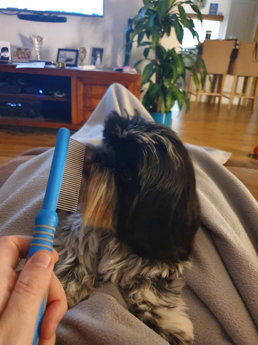 TonyDwyer__'s tweet photo. Watching the election and combing the dog's mustash.

It's how I roll 

#Dog
#Mustash https://t.co/LModFa1U1o
