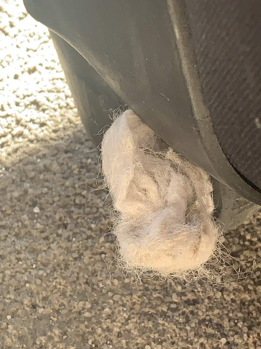 #STOWAWAY #DRAGONFLUFFPUPPY