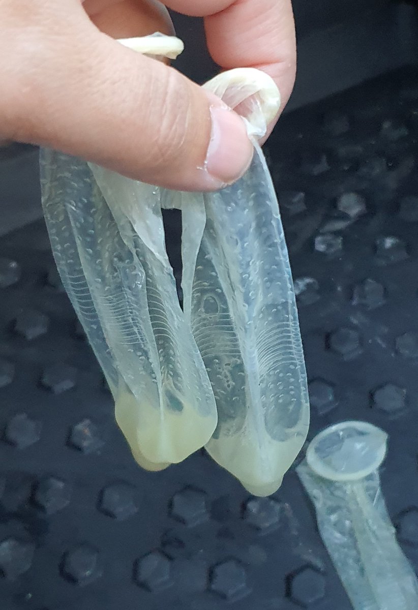 AdrijanPg's tweet photo. Another yummy #condomhunt :) #usedcondom #UsedCondoms #cumloads #cumfilled #fullcondom #cumlover https://t.co/wtExynqBzr