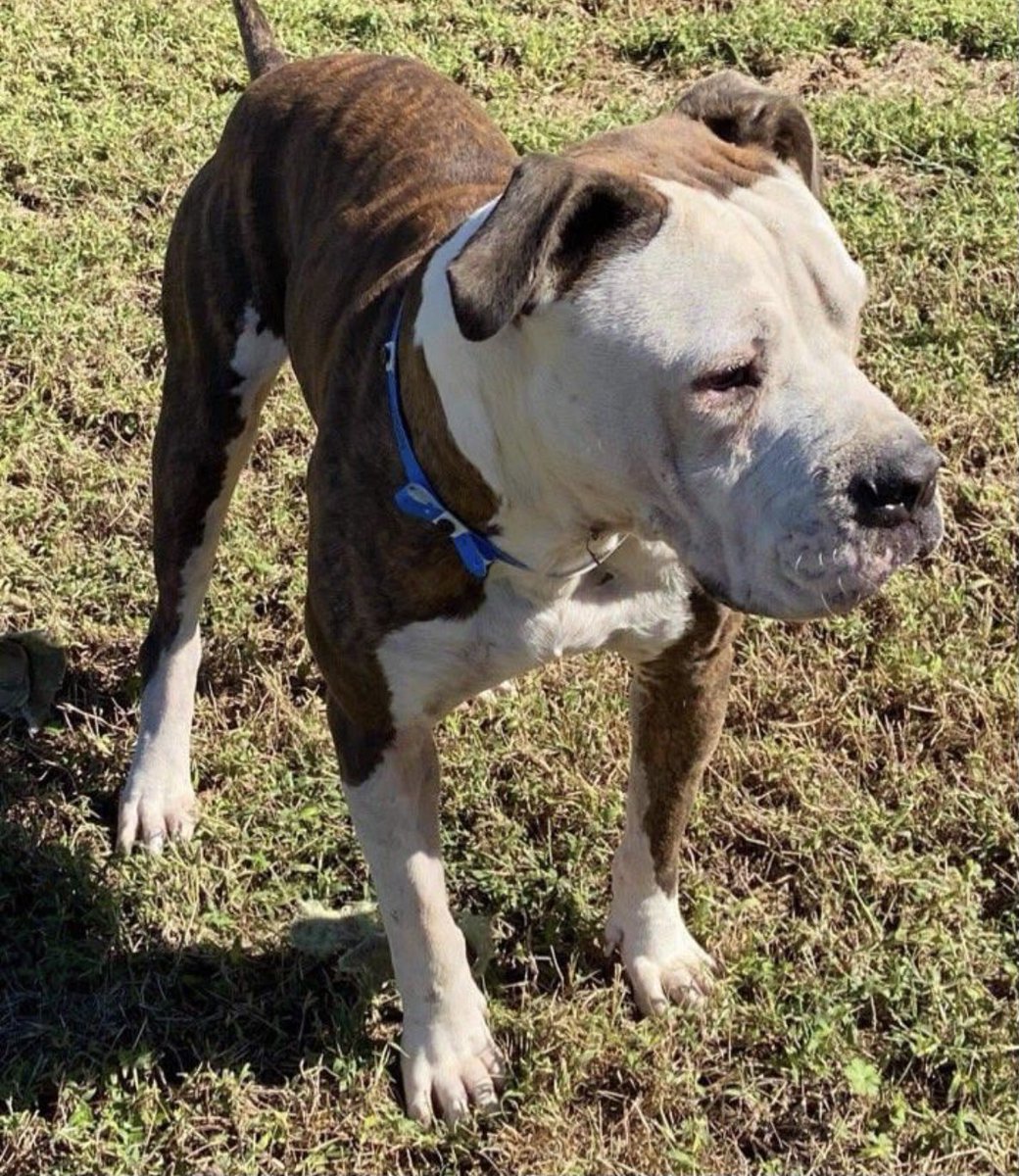 reddogsusie's tweet photo. #TN #MEMPHIS
🆘🆘HAS POSSIBLE RESCUE BUT NEEDS PLEDGES FOR HW TREATMENT Tiger 3yo hw+ a sweet gentle boy, super on leash, potty trained-loves ppl-comes when he’s called! Has the chance of a new start-pls let’s get him safely out of there! #PLEDGE #MASA1424
https://t.co/h6oq4MeWlq https://t.co/PSV1n7pHCu