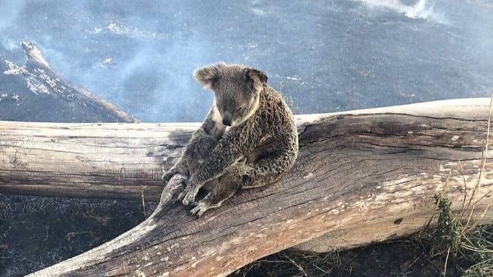 policymakr's tweet photo. Australia's Koalas Are ‘Sliding Towards Extinction’

https://t.co/gYIc4uExRw https://t.co/zNR7ZMQLBh