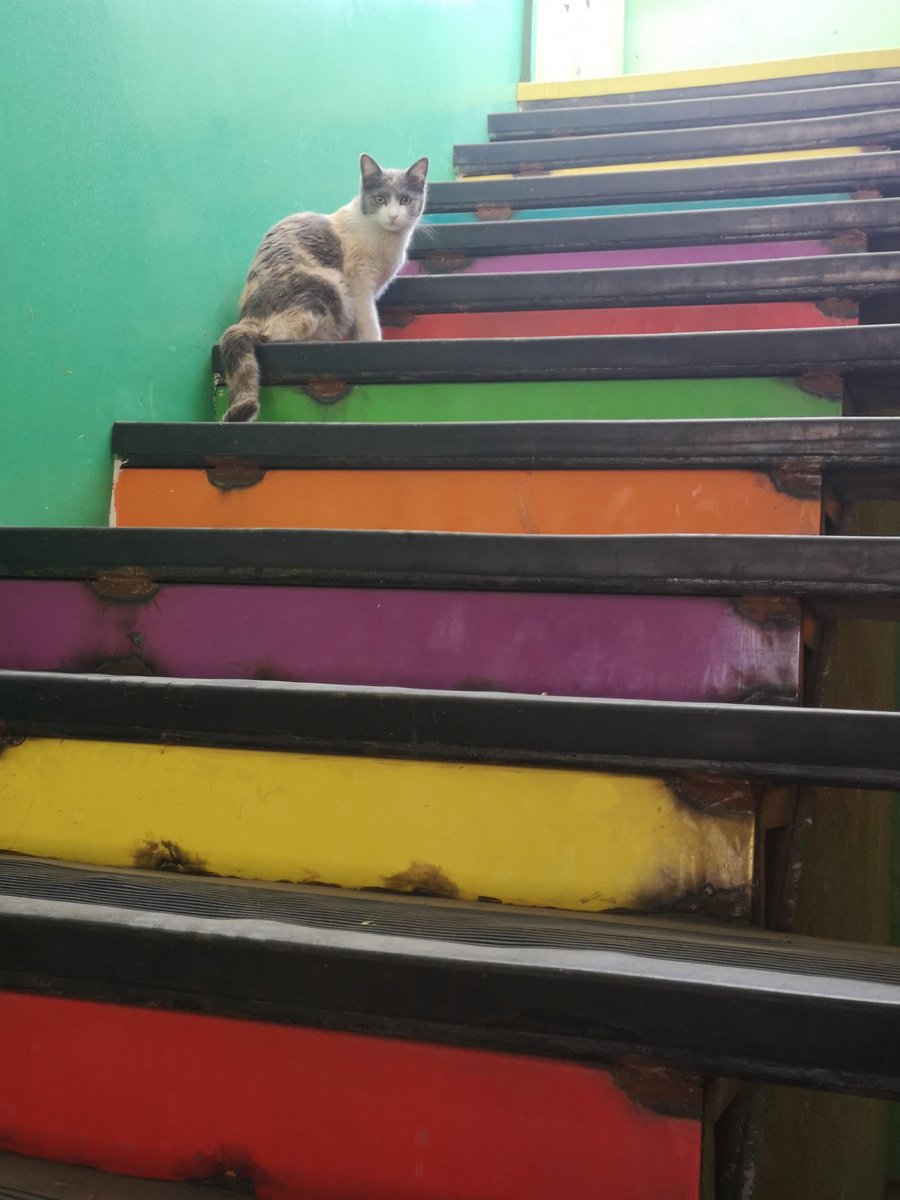 AndaresColegio's tweet photo. Ante la distancia social que mantiene nuestro colegio vacío, otros habitantes han llegado a cuidar nuestro espacio educativo ❤️
#ColegioAndares #LaFlorida #Chile https://t.co/hQKLW5WgCV