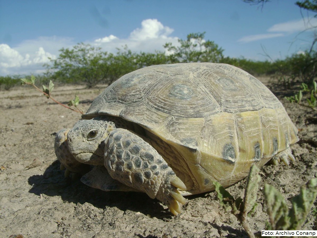 CONANP_mx's tweet photo. Por su alimentación herbívora, la tortuga del bolsón dispersa las semillas de pastos en su rango de acción y sus madrigueras proporcionan refugio a gran número de fauna del desierto, como liebre, conejo, serpiente, tecolotito llanero, entre otros. #ConservarParaVivir 🐢🏜️🌊🐇🐍 https://t.co/3zNfvGqY7C