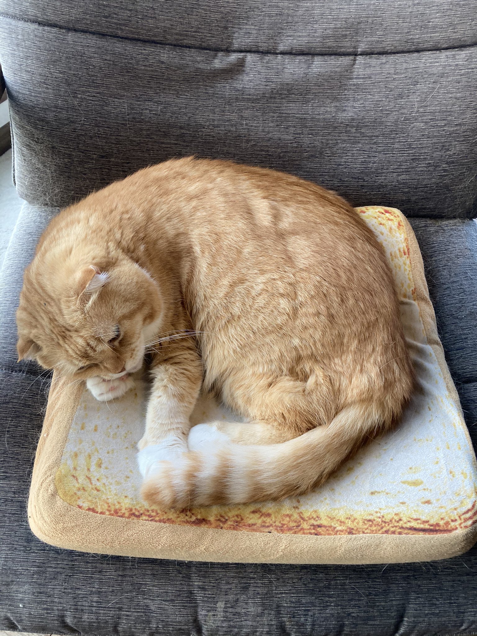 猫腕枕 Twitter Search Twitter